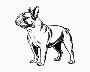 French Bulldog standing Design Svg