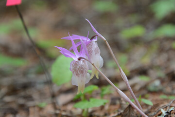 絶滅危惧種、レッドリスト、布袋欄、ほていらん。釣舟蘭、つりふねらん。