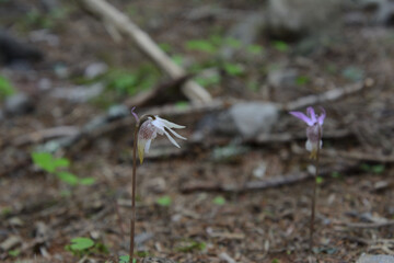 絶滅危惧種、レッドリスト、布袋欄、ほていらん。釣舟蘭、つりふねらん。
