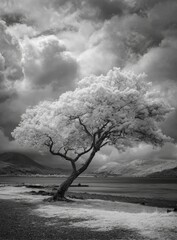Obraz premium Dramatic monochrome landscape featuring a leaning tree