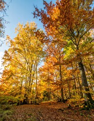 Obraz premium Autumn forest canopy, vibrant fall colors, sunlight filtering through trees