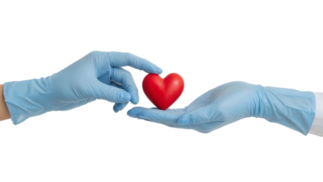 Heart in Caring Hands: In a gesture of hope and compassion, two hands adorned with protective gloves delicately cradle a vibrant red heart, symbolizing care, medical support and organ donation.