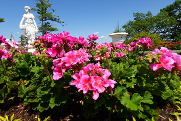 pink flowers in the garden