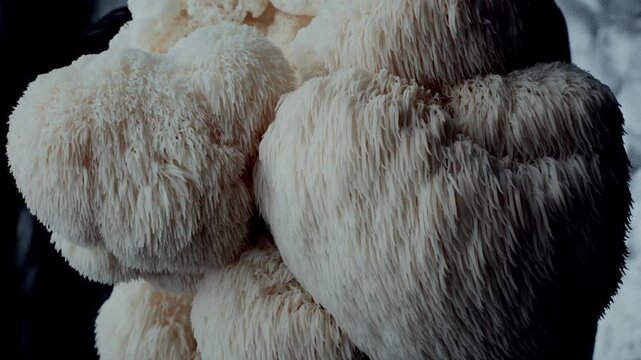 Dense spines of Lion&rsquo;s Mane mushroom appear in macro close-up. The camera sweeps upward to reveal organic surface detail, ideal for biology projects, wellness branding, or creative texture design.
