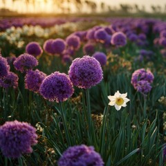 Fototapeta premium Vibrant purple allium and a single white daffodil at sunset