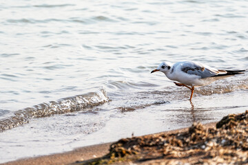 Funny full-length portrait of a black-headed gull, or common gull, or river gull (Chroicocephalus ridibundus) strutting through the shallow waters of a lake on a beach.