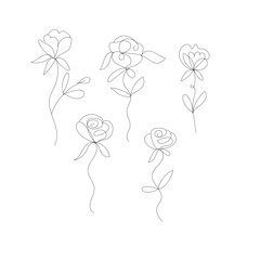 Delicate hand drawn rose flower outlines simple line art for design white background