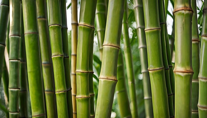 Obraz premium Dense Green Bamboo Forest, Close-up of Stalks, Nature, Zen, Growth, Abstract.