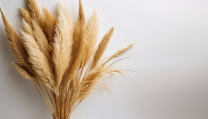 Fototapeta premium Elegant Golden Autumn Harvest Dried Grass Tassels On Minimalist White Background