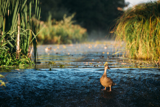 Mallard -anas platyrhynchos - duck female swimming on a river.