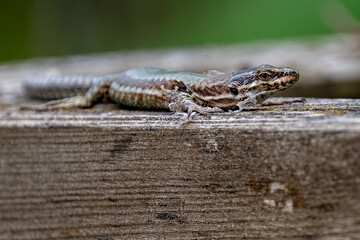 Lézard avec des bouts de mue