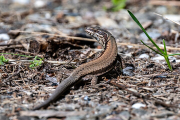 Lézard