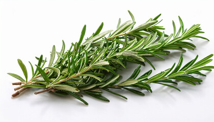 Fototapeta premium Fresh Rosemary Sprigs On White Background For Culinary Use