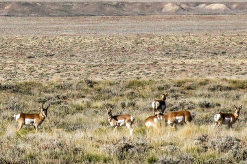 A small herd of pronghorns, Antilocapra Americana on the wide open shrublands of Western Utah, USA