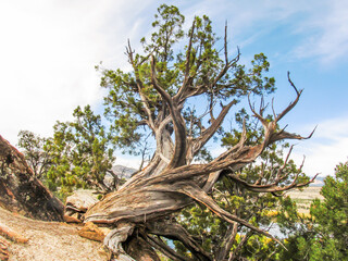 Partially dead Utah Juniper, Juniperus Osteosperma, forming bizarre twisted shape in the Petrified Forest State Park, Escalante, Utah.