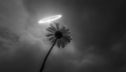 A solitary daisy against a dramatic sky, haloed by a soft light