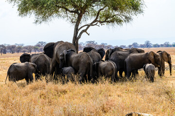 African elephant (Loxodonta) at the Serengeti national park, Tanzania. Wildlife photo