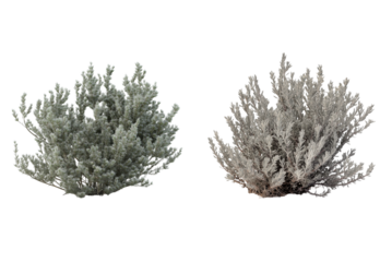 Sagebrush Shrub Isolated on Transparent Background. Green Sagebrush Plant Cutout PNG.