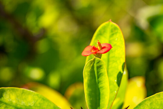 Euphorbia milii, the crown-of-thorns, Christ plant or Christ's thorn, is a species of flowering plant in the spurge family, Euphorbiaceae, native to Madagascar. The specifies commemorates Baron Milius