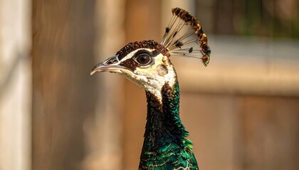 Peacock Portrait Close Up