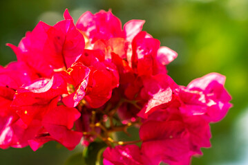 Bougainvillea spectabilis, also known as great bougainvillea, is a species of flowering plant. It is native to Brazil, Bolivia, Peru, and Argentina's Chubut Province. It is widely grown as an ornament