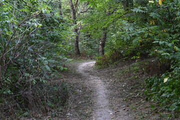 Obraz premium path in the woods