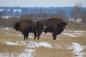 Pair of European Bison Grazing in Snow-Covered Winter Field