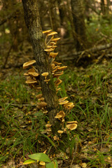 Honey mushrooms in the forest on a tree trunk