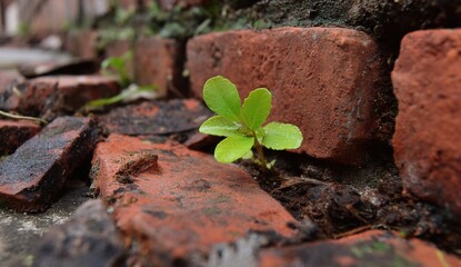 Fototapeta premium A small plant sprouts between weathered bricks (1)