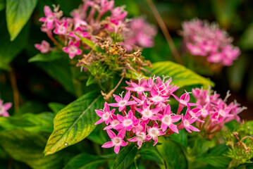 Pentas lanceolata, commonly known as Egyptian starcluster, is a species of flowering plant in the madder family, Rubiaceae that is native to tropical Africa from Sudan to Democratic Republic of the Co