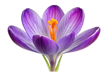 Naklejka premium Vibrant purple crocus flower isolated petals bright yellow stamen close up macro detail transparent background
