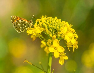 Butterfly on a bright yellow flower cluster