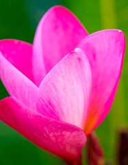 Fototapeta premium Close-up of vibrant pink flower petals