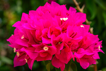 Obraz premium Bougainvillea spectabilis, also known as great bougainvillea, is a species of flowering plant. It is native to Brazil, Bolivia, Peru, and Argentina's Chubut Province. It is widely grown as an ornament