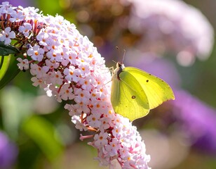 Butterfly on a cluster of flowers