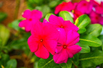 Catharanthus roseus, commonly known as bright eyes, Cape periwinkle, graveyard plant, Madagascar periwinkle, old maid, pink periwinkle, rose periwinkle, is a perennial species of flowering plant in th