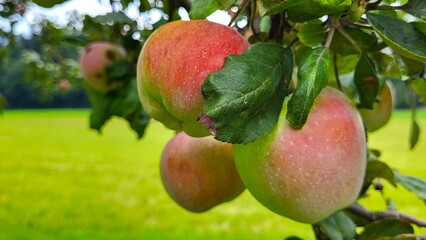 Macro close-up of a group of ripe apples growing on an apple tree, surrounded by lush green leaves, set against a light green meadow and forest in the background