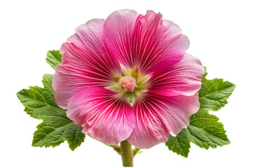 Beautiful pink hollyhock flower isolated with green leaves perfect for design projects transparent background