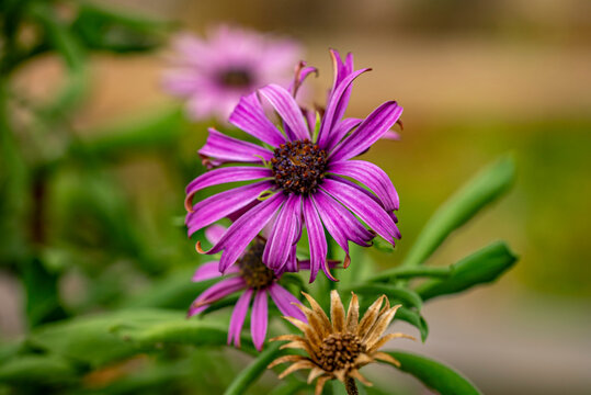Dimorphotheca ecklonis also known as Cape Marguerite, African, Van Staden's River , Sundays River daisy, white daisy bush, blue-and-white daisy bush, star of the veldt, Kaapse magriet, jakk