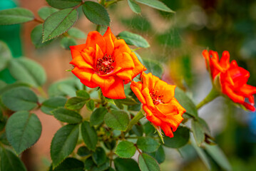 Garden roses are predominantly hybrid roses that are grown as ornamental plants in private or public gardens. They are one of the most popular and widely cultivated groups of flowering plants, especia