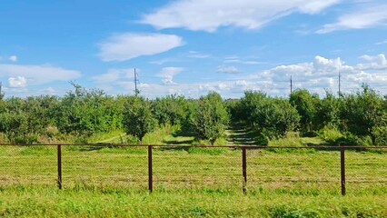 Side view from the window of a moving car. A young young fruit trees along a highway, enclosed by a fence. plantation, nursery of young fruit trees.