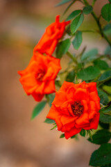 Fototapeta premium Garden roses are predominantly hybrid roses that are grown as ornamental plants in private or public gardens. They are one of the most popular and widely cultivated groups of flowering plants, especia