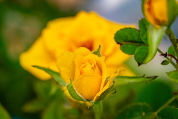 Garden roses are predominantly hybrid roses that are grown as ornamental plants in private or public gardens. They are one of the most popular and widely cultivated groups of flowering plants, especia