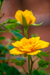 Garden roses are predominantly hybrid roses that are grown as ornamental plants in private or public gardens. They are one of the most popular and widely cultivated groups of flowering plants, especia