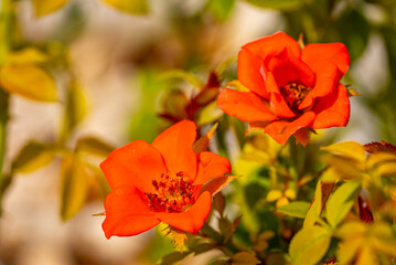 Garden roses are predominantly hybrid roses that are grown as ornamental plants in private or public gardens. They are one of the most popular and widely cultivated groups of flowering plants, especia