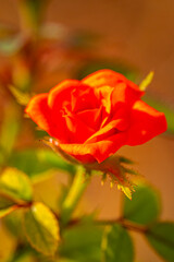Fototapeta premium Garden roses are predominantly hybrid roses that are grown as ornamental plants in private or public gardens. They are one of the most popular and widely cultivated groups of flowering plants, especia