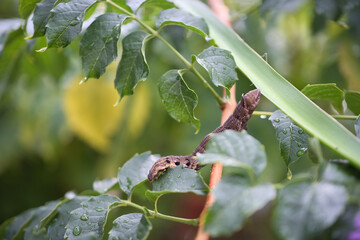 A brown housewife caterpillar between green leaves, macro photo made in Weert the Netherlands