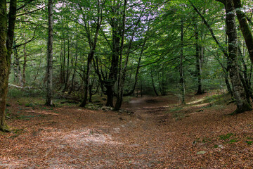 Fotografía de un camino en el Bosque, con hojas en el suelo