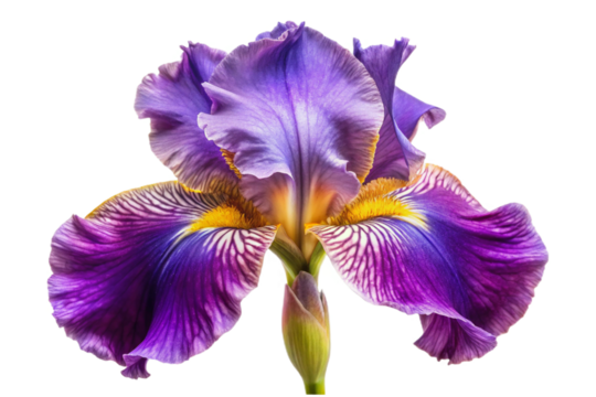 Striking purple and yellow iris flower isolated perfect for design transparent background