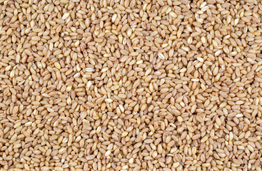 Dried wheat on the white background